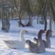 Geese in the snow