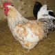 Our 3 year old Pet Marraduna Basque (Euskal Oiloas) Rooster