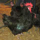 Black Penedesenca Rooster Regrowing Tail Feathers after Defending his Hens