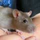 Silvered mink
