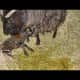 Birth of a lamb: not easy to stand. The lamb falls down frequently