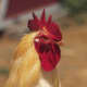 A typical chicken with a wattle and comb.