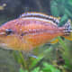 Lake Malawi cichlids come in a range of vibrant colours. From pinkish-orange . . .