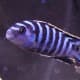 . . . to black and white stripes.