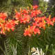 Asiatic Lilies come in many colors and varieties. 
