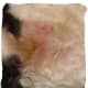 Here the hot spot is healing with the help of a cone and treatment with HomeoPet Hot Spot. Some fur is discolored from the open lesions a couple days prior. 