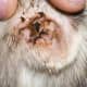 Ear mites are very irritating and can make a dog shake its head back and forth.