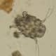 Otodectes cynotis&mdash;the canine ear mite.