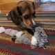 (Note the guilty look here.)