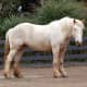 Look at the sheer size and magnificent conformation of this American Cream Draft horse!