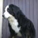 Even though the average life span of a Bernese Mountain dog is about 7
years, this grand specimen is 12 years old. 