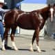 American Quarter horses are an all-American horse that makes a great pet or
a fantastic race horse.