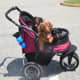 You can take a dog with a back injury out for a stroll in a secure doggy stroller.