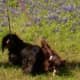 Dachshunds get along with most breeds.