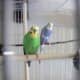 Parakeet friends.