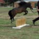 Jumping your miniaure horse has become quite popular