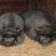 Pot Bellied Pig