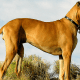 Scooby Doo is a great Dane, and here is one with similar coloring. The dogs grow to an impressive size—sometimes over 150 pounds.