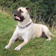 Bullmastiffs are large dogs.