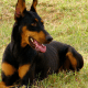 The doberman can be a loyal member of the family.