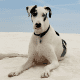 A spotted great Dane basking in the sand.
