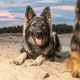 German shepherds hanging out at the beach.
