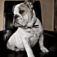 A bulldog in a shaving parlor.