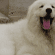 A luxuriously fluffy kuvasz.