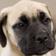A bullmastiff puppy.