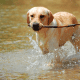 Labs are the original water dogs.