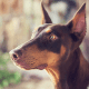 Dobermans are naturally protective.