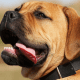 A happy bullmastiff.