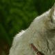 A Siberian husky in profile.