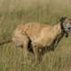 Greyhound
