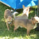 Short coated chihuahuas