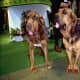 Bloodhounds - hound group