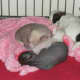 Chi Chi Puppies at Three Weeks Old (chihuahua x Chinese crested - a Toy Group Mix