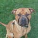 Dogue de Bordeaux wearing a head collar