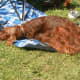 Irish Setter