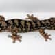 why-do-lizards-lose-their-tails-limb-regeneration