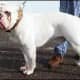 victorianbulldogs