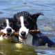 Border Collies