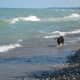 Zoey walking in the waves of Lake Huron.