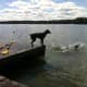 Dogs taking turns jumping off the dock at the cottage.