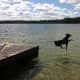 Our dog Maggie jumping off the dock into the lake.