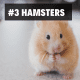 3. Hamsters