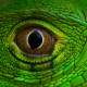 That eye . . .