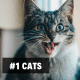 1. Cats