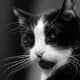 Bossy cat.
