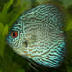 The discus is very sensitive to water conditions and should only be added to an established tank.